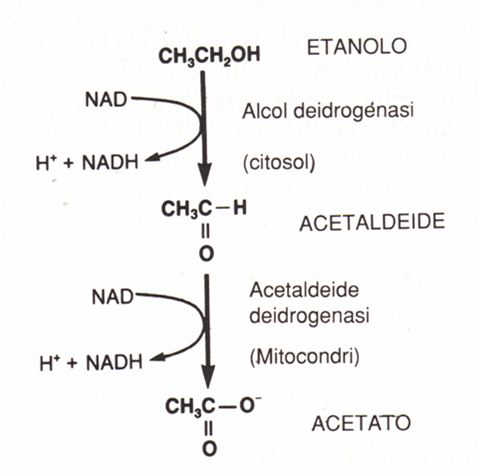 Sapientemente Alcool Etilico Etanolo Suo Metabolismo E Danni All